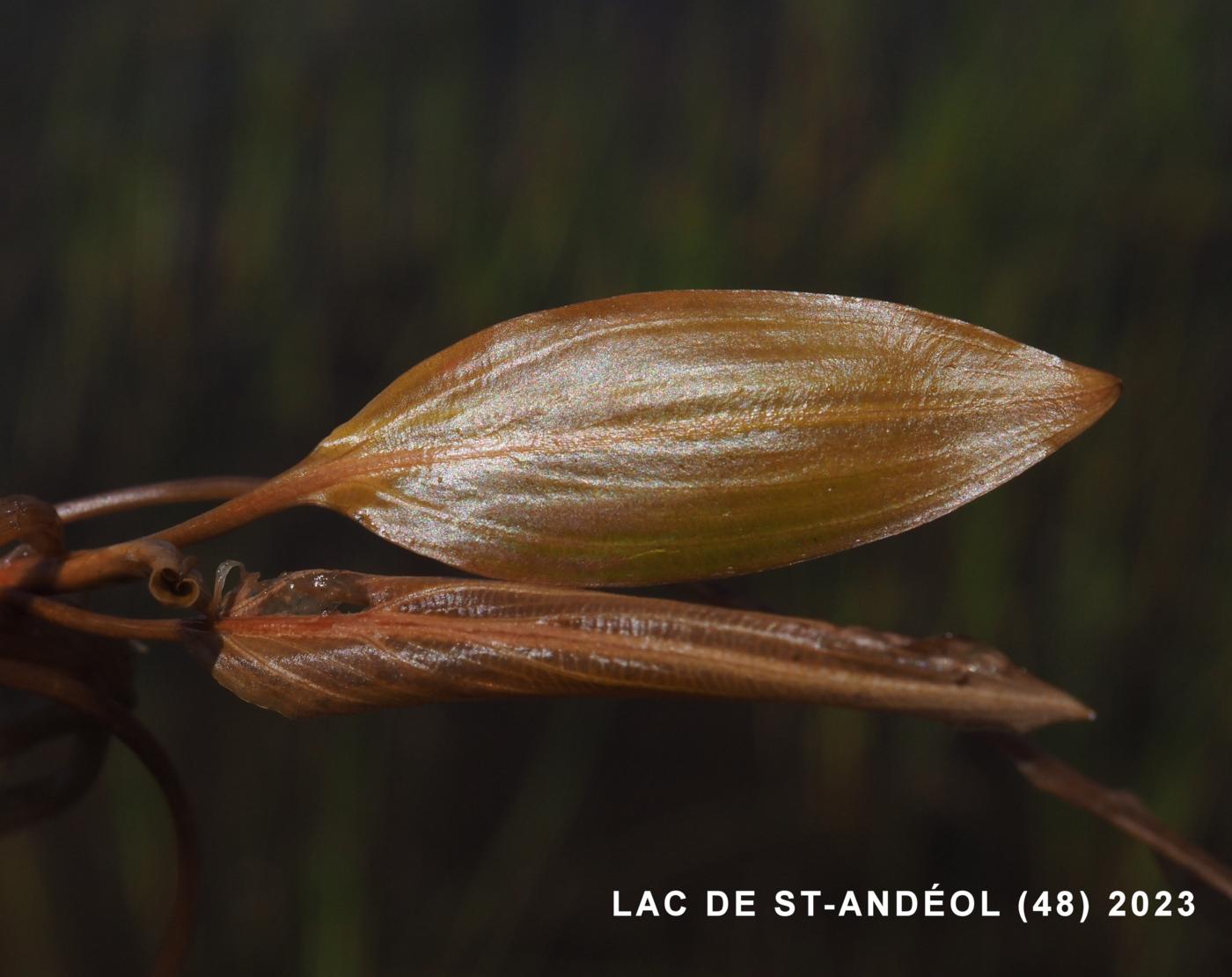 Pondweed, Loddon leaf